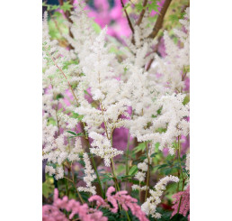 Astilbe x arendsii ´Diamant´ / Čechrava , C1