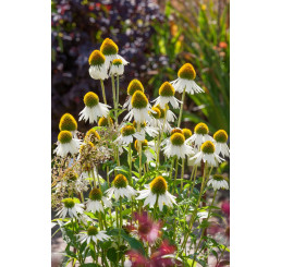 Echinacea purpurea ´Primadonna (R) White´ / Třapatka, C1
