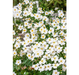 Anemone hybr. ´Honorine Jobert´ / Sasanka japonska, K9