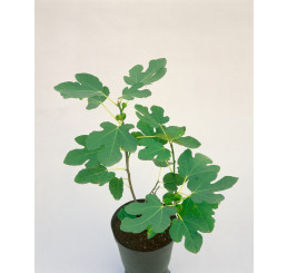 Ficus carica ´Brown Turkey´ / Černoplodý fíkovník, 20-25 cm, C1,5