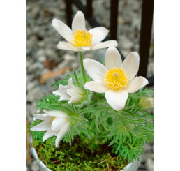 Pulsatilla vulgaris ´Alba´/ Koniklec obecný , K9