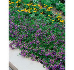 Scaevola Ventia Blue / Vějířovka, bal. 3 ks, 3x K7