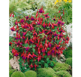 Fuchsia ´Mrs. Popple´ / Fuchsie, C1,5