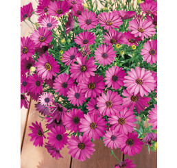 Osteospermum ´Compact Neon Dark Eye ´®Erato / Osteospermum, bal. 6 ks sadbovačů
