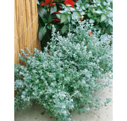 Helichrysum petiolare ´Silver Mini´ / Smil řapíkatý, K7