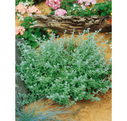 Helichrysum petiolare ´Silver Mini´ / Smil řapíkatý, bal. 3 ks, 3xK7
