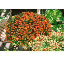 Calibrachoa MILLION BELLS® ´Crackling Fire´ / Minipetúnie, K7