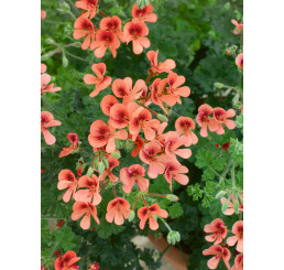 Pelargonium crispum Angeleyes® ´Orange´ / Muškát anglický, bal. 3 ks, 3xK7