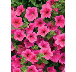 Petunia Surfinia®´Hot Pink 05´/ Petunie sytě růžová jednoduchá, bal. 6 ks sadbovačů