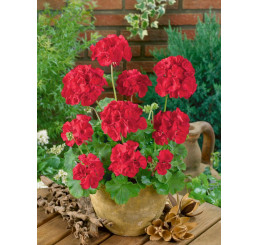 Pelargonium zonale ´Anthony´ / Muškát vzpřímený červený, K7
