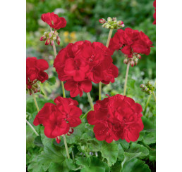 Pelargonium zonale ´Anthony´ / Muškát vzpřímený červený, bal. 6 ks, 6xK7