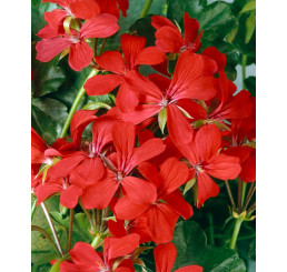 Pelargonium pelt. ´Balcon Imperial´ / Muškát převislý, K7