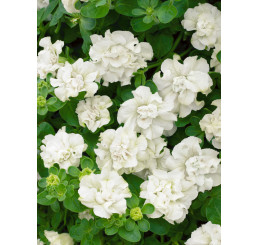 Petunia ´Double White Surfinia´® / Petunie plnokvětá bílá, bal. 6 ks sadbovač.