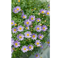 Brachyscome ´Brasco Violet´  / Bachyscome, K7