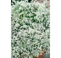 Euphorbia hypericifolia ´pac®Mont Blanc´  / Pryšec třezalkovolistý, bal. 6 ks sadbovačů