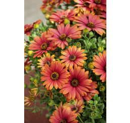 Osteospermum ´Orange-Pink´ / Osteospermum, K7
