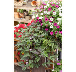 Ipomoea ´Papas Red´® / Povíjnice, K7