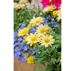 Argyranthemum pac® Day-Zee® Yellow / Kopretina, bal. 6 ks sadbovačů