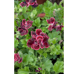 Pelargonium grandiflorum ´Aristo Beauty´ / Pelargonie velkokvětá červená, bal. 6 ks, 6xK7