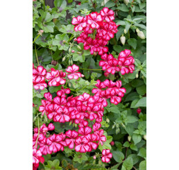 Pelargonium pelt. PAC® ´Happy Face Mex´ / Muškát, bal. 6 ks, 6x K7