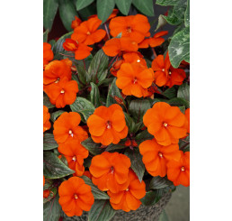Impatiens ´New Guinea Orange´ / Netýkavka oranžová, bal. 3 ks, 3xK7