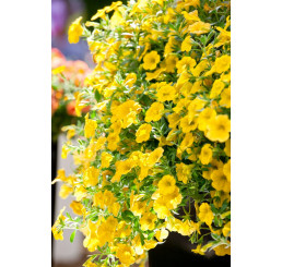 Calibrachoa Calipetite® Yellow Impr. / Mnohokvěté petunie, bal. 6 ks sadbovačů