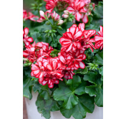Pelargonium pelt. PAC® ´Mexica Ruby´ / Muškát, bal. 6 ks sadbovačů