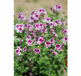 Pelargonium crispum ´pac®Angeleyes® Randy´  / Muškát anglický, K7