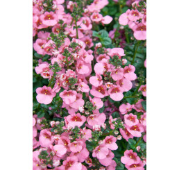 Diascia ´Elfjes® Rose XXL´  / Ostruhatka, bal. 6 ks, 6x K7