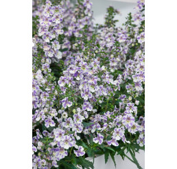 Angelonia ´pac®Angelos Bicolor´  / Angelonie, bal. 6 ks sadbovačů