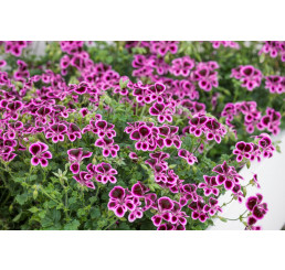 Pelargonium crispum ´pac® Angeleyes® Blueberry´  / Muškát anglický, K7
