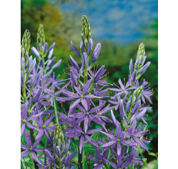 Camassia leichtlinii ´Caerulea´ / Kamasie modrá, bal. 2 ks, 14/+