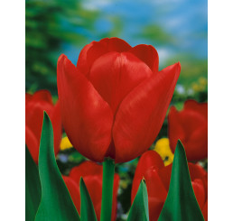 Tulipa ´Ile de France´ / Tulipán, bal. 5 ks, 11/12
