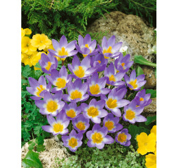 Crocus sieberi ´Tricolor´ / Botanický šafrán / Krokus, bal. 15 ks, 5/+