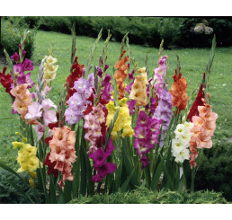 Gladiolus mix / Směs mečíků, bal. 50 ks, 10/12, SUPERCENA