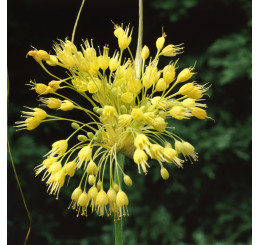 Allium flavum / Okrasný česnek žlutý, bal. 3 ks, I.