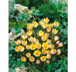 Crocus ´Advance´ / Botanický šafrán / Krokus, bal. 15 ks, 5/+