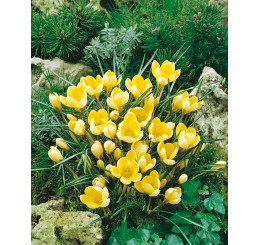 Crocus ´Romance´ / Botanický šafrán / Krokus, bal. 20 ks, 5/+