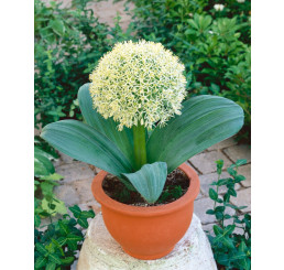 Allium Karataviense / Česnek karatavský, bal. 3 ks, 12+