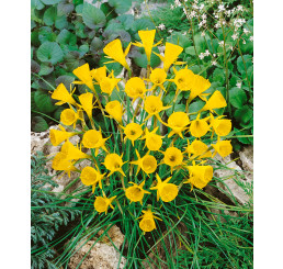 Narcis ´Golden Bells´, bal. 5 ks, 6/8