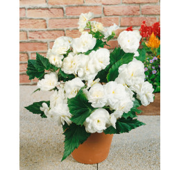 Begonia double ´White´ / Begónie velkokvětá bílá, bal. 2 ks, 4/5, SUPERCENA