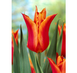 Tulipa ´Ballerina´ / Tulipán, bal. 5 ks, 11/12