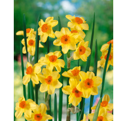 Narcis ´Golden Dawn´, bal. 5 ks, 12/14