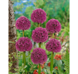 Allium ´His Excellency´ / Okrasný česnek, 20/+