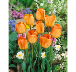 Tulipa ´Daydream´ / Tulipán, bal. 5 ks, 12/+