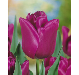 Tulipa ´Passionale´ / Tulipán, bal. 5 ks, 11/12