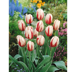 Tulipa ´Happy Generation´ / Tulipán, bal. 7 ks, 11/12
