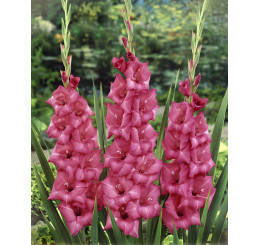 Gladiolus ´PINK´ / Mečíky růžové, bal. 5 ks, 10/12, SUPERCENA