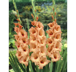 Gladiolus ´Peter Pears´ / Mečík, bal. 10 ks, 12/14