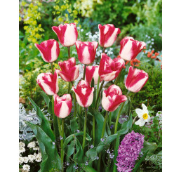 Tulipa ´Mata Hari´ / Tulipán, bal. 7 ks, 11/12